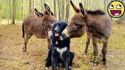 [EN] The FUNNIEST Animals Around the World! ???????????? NEW Funny Animal Videos 2026
