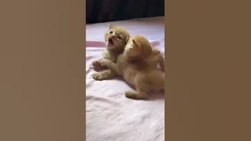 هذه فقط جولة واحدة، المزيد والمزيد في المستقبل❤️ #قطة #cat