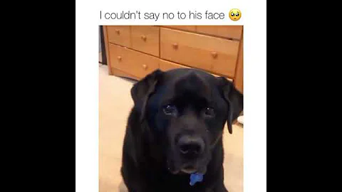 funny dogs vines - ???? funniest ???? dogs and ???? cats - awesome funny pet animals videos ???? #shorts