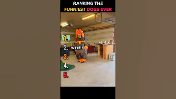 [EN] RANKING THEQ: FUNNIEST DOGS EVER #shorts #funny #dog #viral