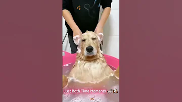 [EN] Funny dog ​​bath #dog #funny_dog #fyp