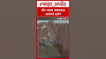 Wardha News : वर्ध्याच्या बोर व्याघ्र प्रकल्पात वाघाचे दर्शन
