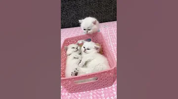 [ZH] 尽量不要笑????有趣的猫！！可爱的猫和狗！！ ＃短裤