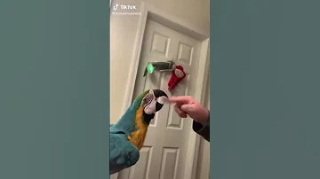 [EN] Funny crazy parrot - funny moments #parrot #funny_birds #squirrel_videos #parrot_lovers
