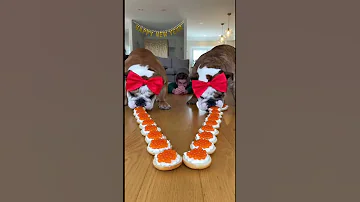 [EN] #challenge #newyear #newyear2026 #funny #pets #shorts