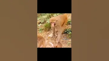 [HI] गैर-इंसानों के साथ हँसें #शॉर्ट्स #मुक़दा_अल-अमरी