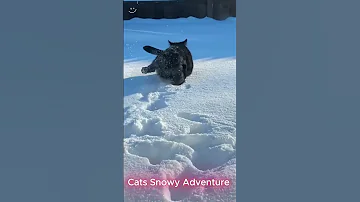 [ZH] 雪猫冒险#funny #daily_funny