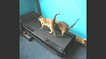 [EN] funny cate