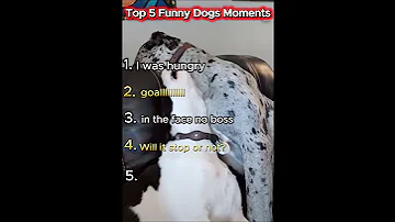 [EN] Top 5 Funny Dogs Moments ????​ #shorts #tiktok #fyp