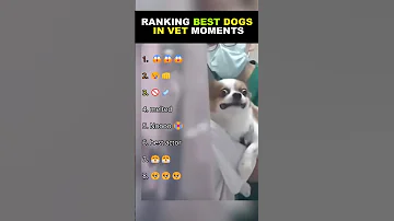 [EN] Ranking Best Dogs in Vet Moments
