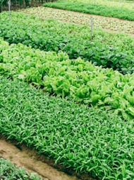 Why organic farming is needed know the benefits