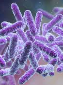 Who is more dangerous in bacteria and viruses?