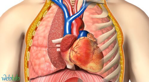 Watch the video: How does the heart work?