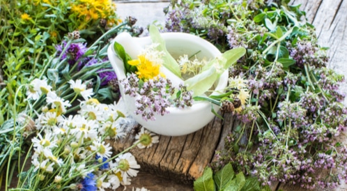 Medicinal herbs with photos: Learn it