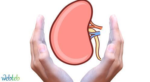 The preservation of the kidneys with photos: Learn it