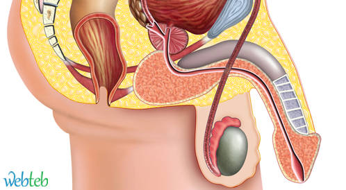 Video: penis and male reproductive system