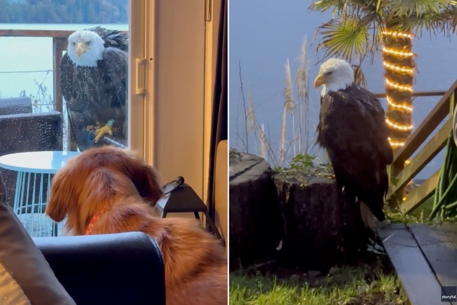 Bald Eagle Stares Down Family for Full Day in Wild Video – ryan