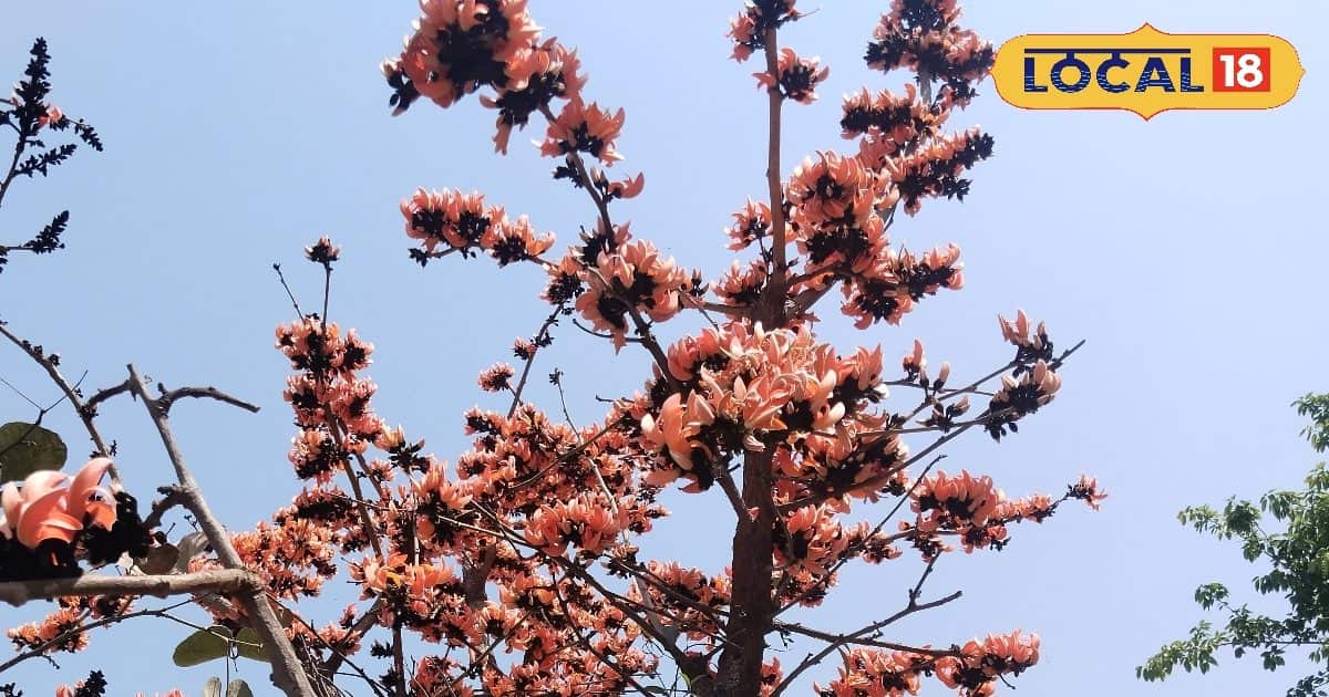 These beautiful flowers are no less than sanjeevani for the body, miracle for diabetes to stomach diseases