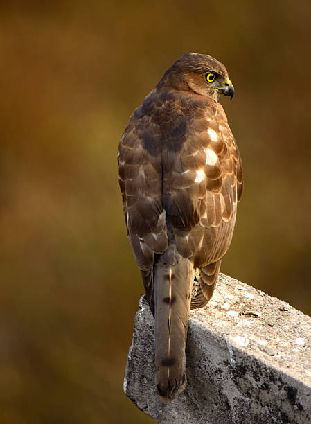 10 deadly birds in the world