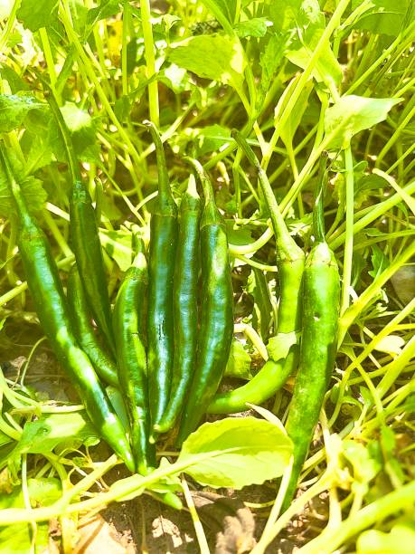 Cultivate chili plant at home