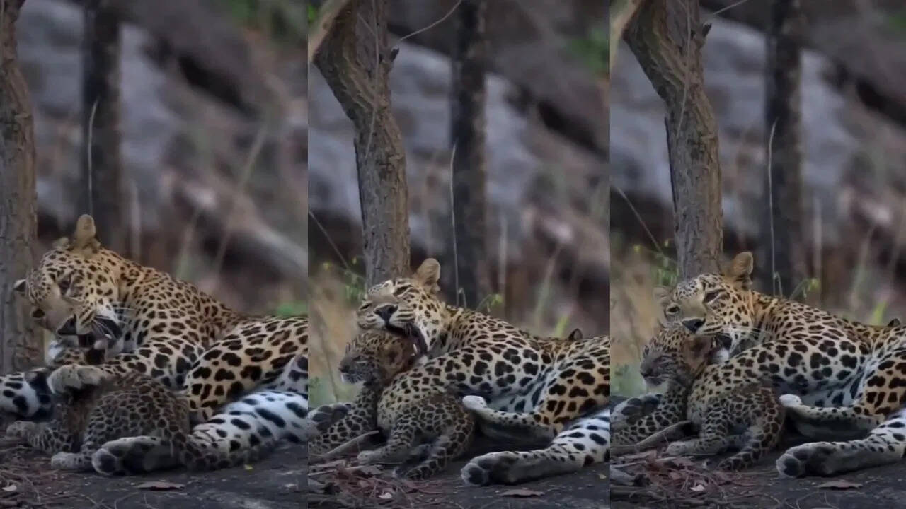 Leopard playing with your cubs should watch this video from Terman Tiger Reserve