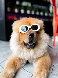 How to keep your pets healthy and happy?