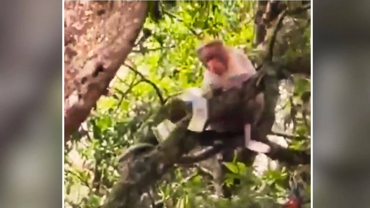 Viral Video: Monkey looted 500 notes, then tree climbed and rained money