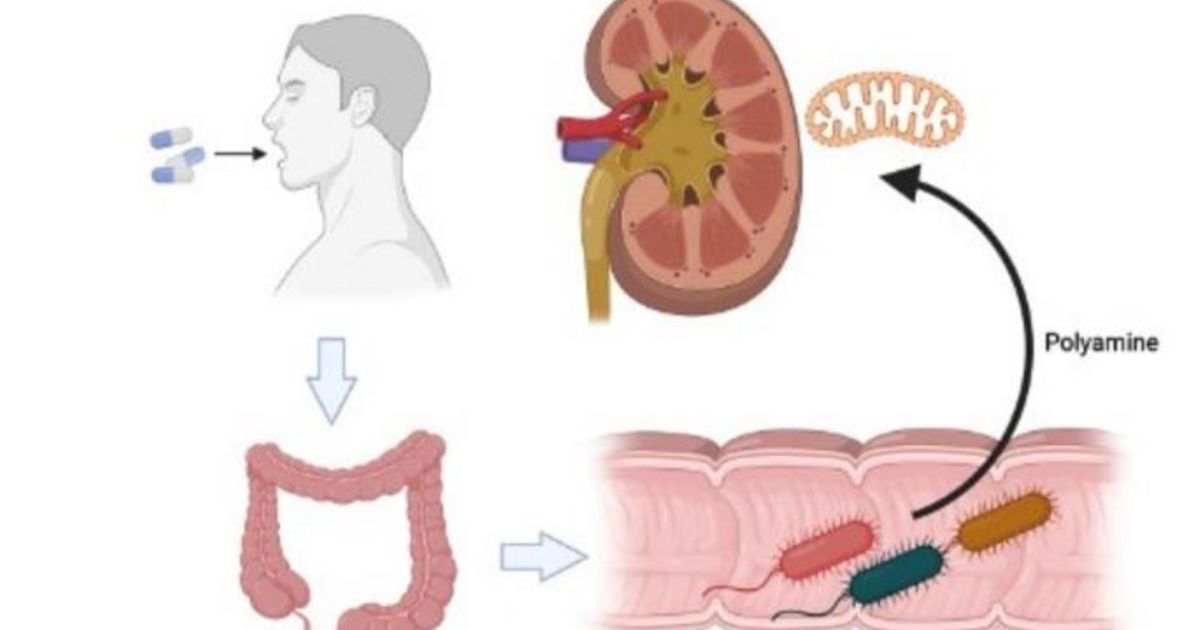 A drug for constipation can treat chronic renal failure