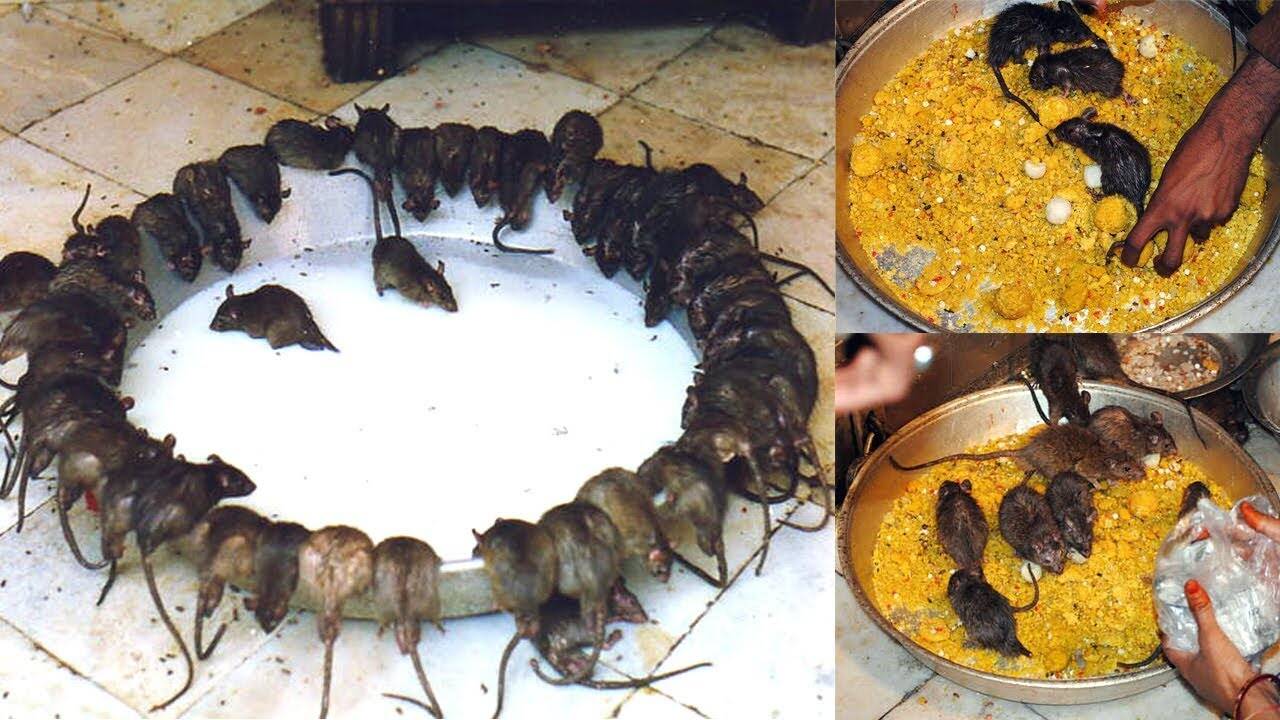 Why are the false sacrifices of mice distributed to dedicated? Know this divine secret associated with the Karni Mata Temple in the video