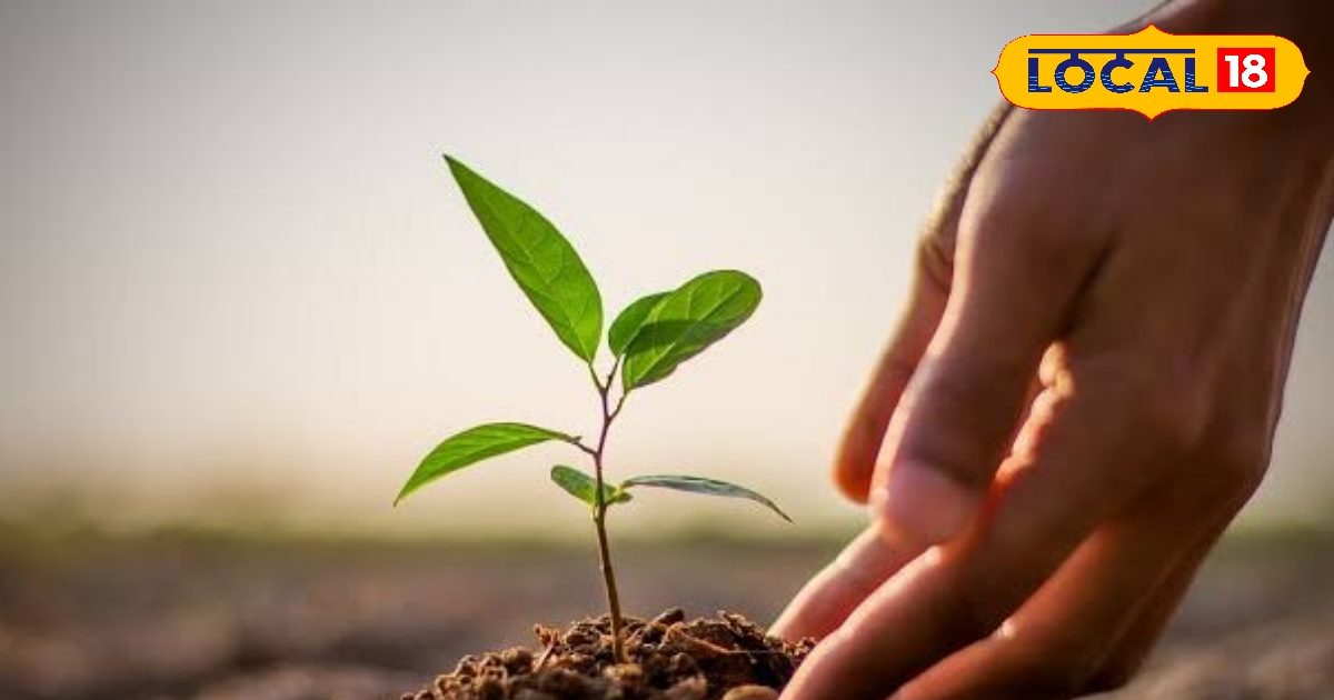 Green will be found in Palamu with 5 lakh plants in 2800 hectares, employment will be available at Birsa Gram Yojana