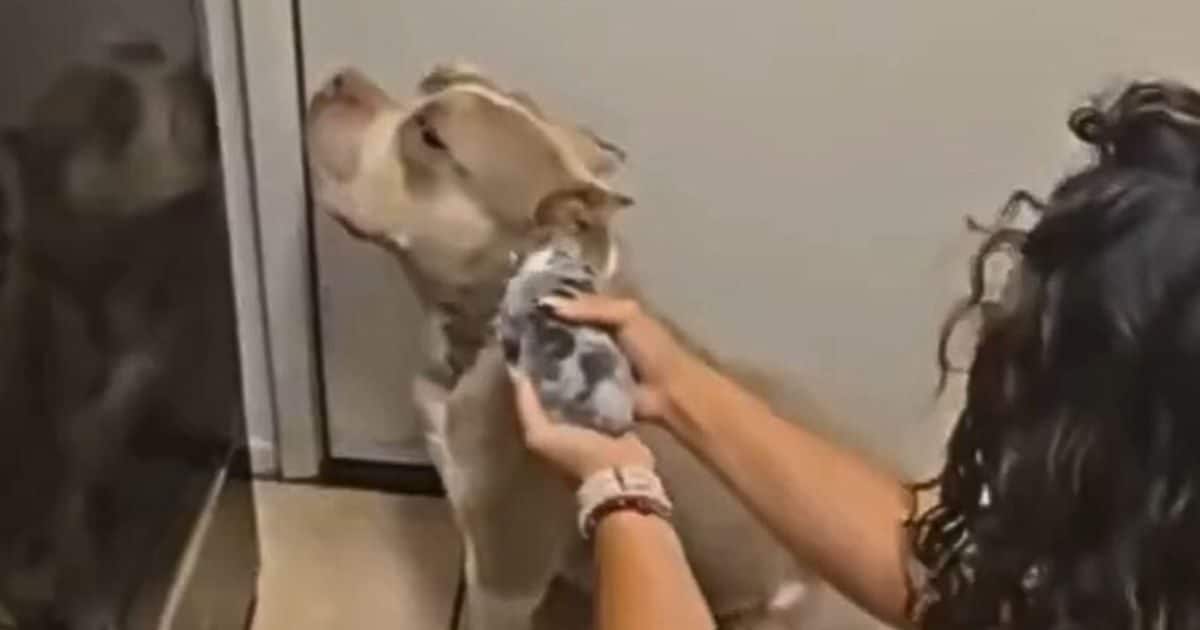 “At least give the money for maintenance!” The dog pregnant the neighbor’s dog and then pointed his face to the children!