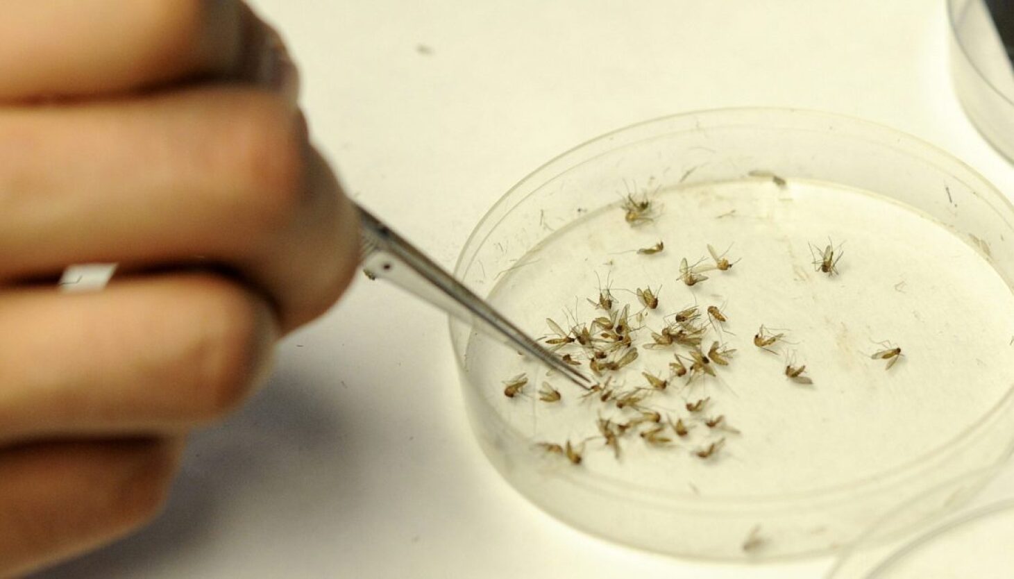 chicago-reports-first-human-instances-of-west-nile-virus-for-2025
