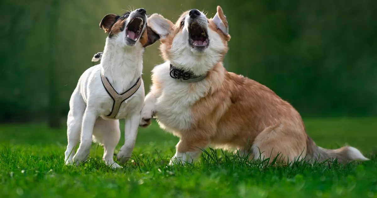 Dog Expert Explains every type of belly – and what they all mean – ryan