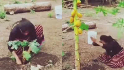 Didi got the fruit of patience too soon while seeing such a miracle in the viral video, people were also shocked
