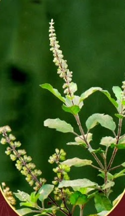 Tulsi is not just a plant, it is a blessing of nature, it strengthens immunity.