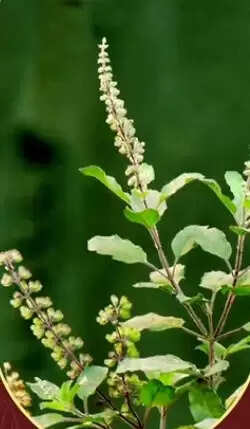 Tulsi is not just a plant, it is a blessing of nature, it strengthens immunity.