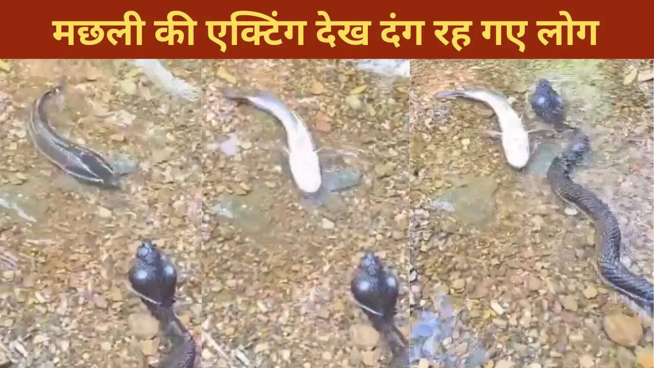 When they saw the fake snake, the fish pretended to die, people said – now give it an Oscar