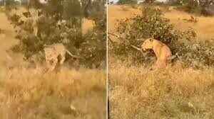 Nor will it bend, nor stop… There was a fight between a lion and a leopard on the tree, forget about victory or defeat, when the branch broke, the sight was worth seeing.