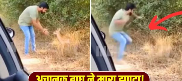 A man was petting a deer when the tiger attacked him. Watch the shocking video