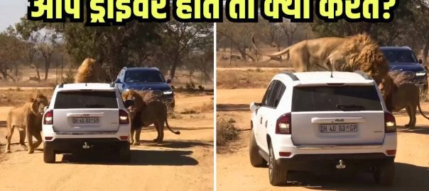 Went to enjoy safari, lion climbed on top of the car, see what happened next, Viral Video