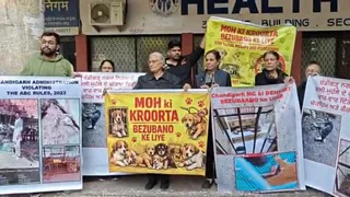 Protest against dog picking in Chandigarh, animal lovers unite, says – atrocities on the voiceless will not be tolerated – Chandigarh animal lovers protest dog cruelty